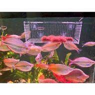 Mica Box containing worms for fish feeding, sizes 8-6-6cm and 15-6-6cm aquarium fish tank