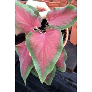 Caladium US Red Ruffles Plant - Fresh Gardening Indoor Plant Outdoor Plants for Home Garden