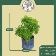 🌳Euodia Cultivar Plant🌳- [54 Weng Thye] 🏡 WHOLESALE DISCOUNT PRICE for EVERYONE, 💚 Up to 30% Discoun