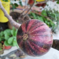 Keratan Pokok Tin Promosi