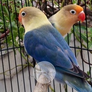 TERLARIS BURUNG LOVEBIRD | LAKBET PB | PB BLUE SEPASANG PAUD