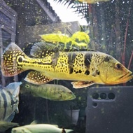 ikan pbass kelberi bahia pbass kelbery pure
