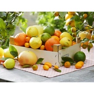 Citrus Garden Essential Oil Compound Citrus Garden Compound Aromatherapy Essential Oil-Aromatic Plan