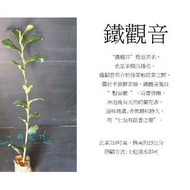 心栽花坊-鐵觀音茶/茶葉/售價40特價35