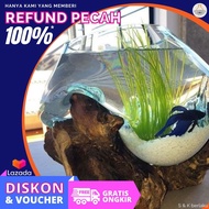 AKUARIUM IKAN CUPANG - SIZE XL AKUARIUM IKAN CUPANG KACA TIUP DAN AKAR BALI / AQUASCAPE / AQUARIUM U