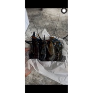500gram Frozen Australian Crayfish mini / standard size