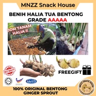 [ OFFER ] Rizom Benih Halia Tua Bentong Bukit Tinggi Penanaman Ginger Vegetable Seed Sprout Planting