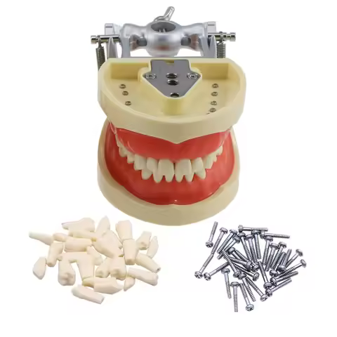Dental Typodont Model 32 Removable Screw-in Teeth Soft Gums for Kilgore Nissin 200 Type