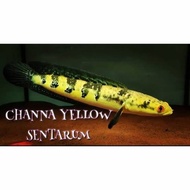 Best Channa Maru Yellow Sentarum Ys Ikan Gabus Hias - Size 7-8 Cm