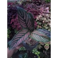 ♟Available live plants for sale (Calathea Pink Stripe)