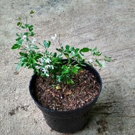 Terlaris Tanaman Hias Buah Asam Belanda - Asem Londo Bahan Bonsai