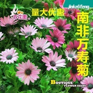 20 Pcs Flower seed Osteospermum sunflower seeds daisy dahlia asparagus 南非万寿菊种子花种子