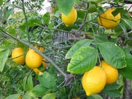 Bibit Buah Tanaman Jeruk Lemon California