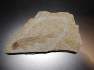狼鰭魚化石(侏羅紀)