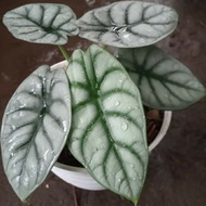 tanaman hias alocasia dragon silver / alocasia dragon / tanaman indoor