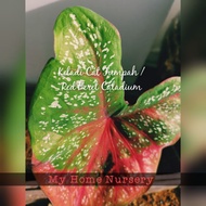 Red Beret Caladium/ Keladi Cat Tumpah