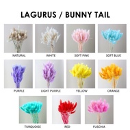 [GROSIR] Lagurus Bunny Tail/ Dried Flower / Bunga Kering / Preserved