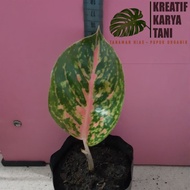 Tanaman hias aglonema big papa - Aglonema big papa - Big papa ( Bisa COD )