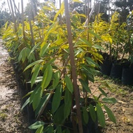 Durian Musang King / Musang King Durian (Durio zibethinus var. ‘Musang King’) - Pokok Hidup/Live Plant