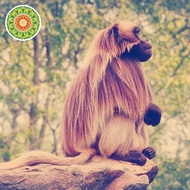 Golden Monkey Geisha Sun Drying Ethiopia Coffee Beans