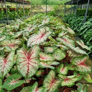 Clearance Stock🪴TKL - Caladium US Bulb Mix Random Pick @4 FREE1🪴清仓大促销🪴彩叶芋美国品种 @4送1