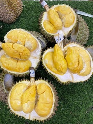Durian Montong Kop Utuh