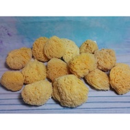 Foam brush, foam roller
