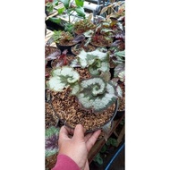 Tanaman Hias Begonia Escargot Begonia Keong RR