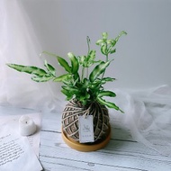 苔球 白玉鳳尾蕨 植栽