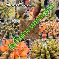 เมล็ดยิมด่าง ชุดสุดคุัม (100เมล็ด) ด่างยิมโน Muticolor Mix Seed by BornFarm