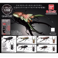 Bandai Capsule Toy Encyclopedia of Biological Knowledge Stag beetle Beetle Hercules Scarab Zebra Saw