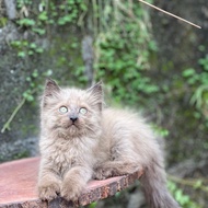 kucing himalaya kitten