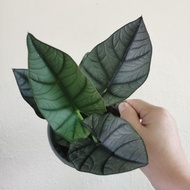 （PSM) Alocasia Elaine