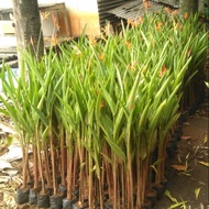 Chalatea kalatea Banana Heliconia ornamental plant for fence