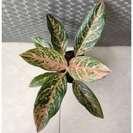 Aglaonema