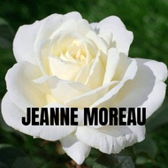 ENGLISH ROSE - JEANNE MOREAU wangi