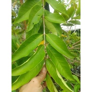 Bay leaves