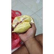 READY DURIAN MONTONG BALI UTUH ORIGINAL