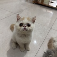 Kucing kitten exotic peaknose shorthair red van jantan 2 bulan