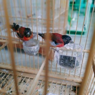burung red siskin klasik warna murni genetik burung merah Berkualitas