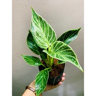 Philodendron Birkin - Trầu bà đế vương kim cương