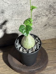 🌿【肉町】銀葉睡布袋｜Gerrardanthus macrorhizus 多肉植物 塊根植物 小盆栽 仙人掌 生日禮物🌿