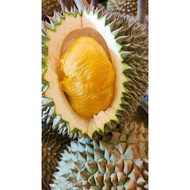 benih pokok durian tangkai panjang