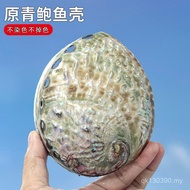 Natural Landscaping Qingdi Mediterranean Gifts Conch Collection Shells Home Original Abalone Shells 