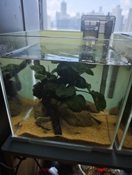 魚缸 20cm 方缸 1