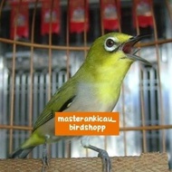 burung pleci montanus Monty jantan rajin bunyi jozz