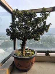 羅漢松盆栽