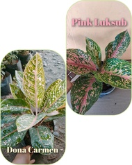 Aglaonema Different Varieties (DONA CARMEN - PINK LUKSUB) Live or Real Plant Ready to Plant Indoor Outdoor Plant