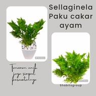 tanaman hias sellaginela paku cakar ayam paku rane tumbuhan paku rane