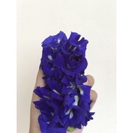 (LIMITED STOCK) Blue Butterfly Pea Flower Seedling / Anak Pokok Bunga Telang Dalam Polybag